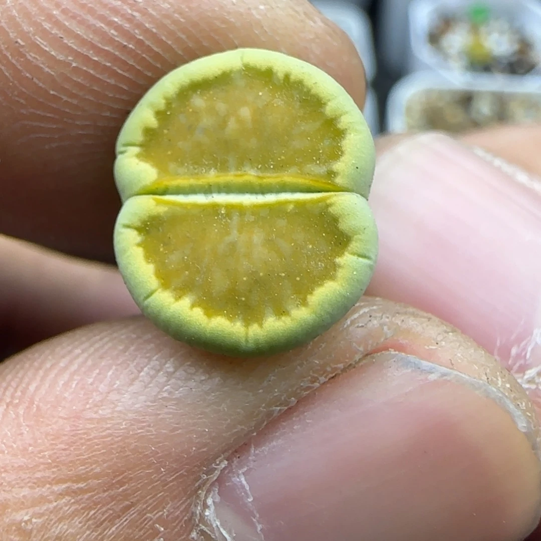 896 生石花大棚直播