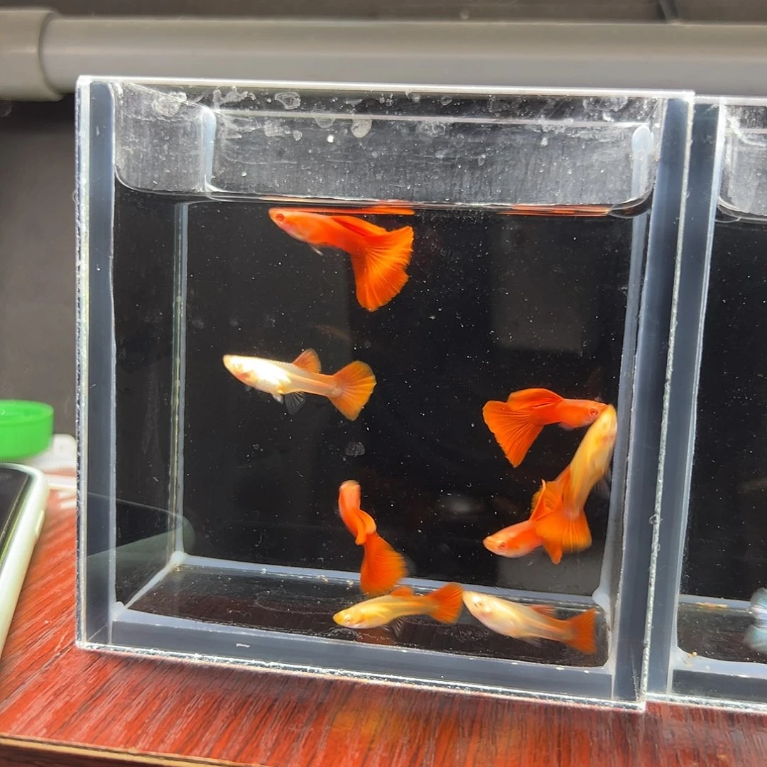 孔雀鱼全红孔雀鱼4对