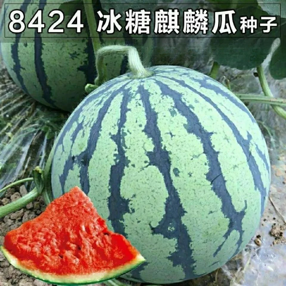 麒麟西瓜早佳8424麒麟瓜籽冰糖薄皮早熟西瓜种子花皮西瓜