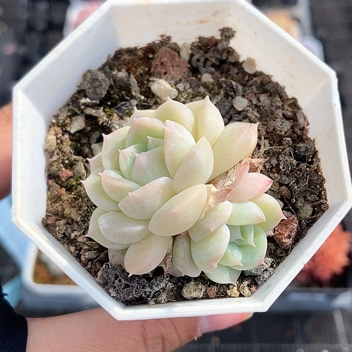 一物一拍满十包邮 103