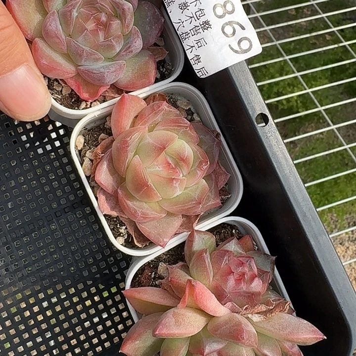 如图869优选白方珍妮3颗不售后