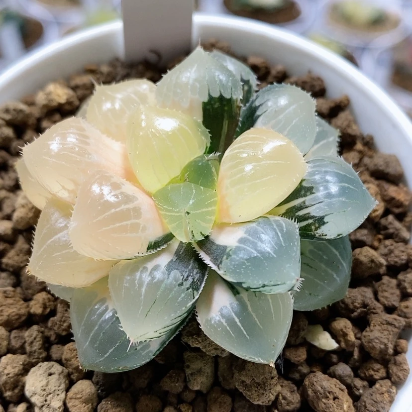 【闪购商品】51糯玉露
