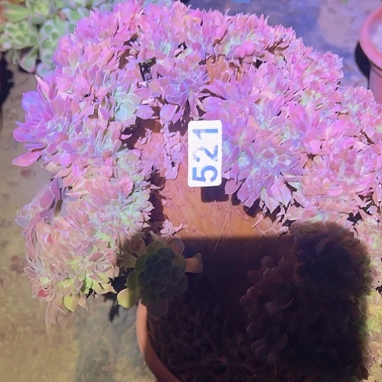元***子多肉植物一个玫瑰