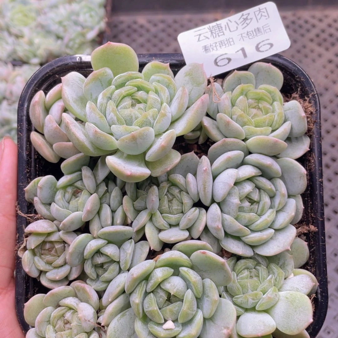 云糖心多肉植物616