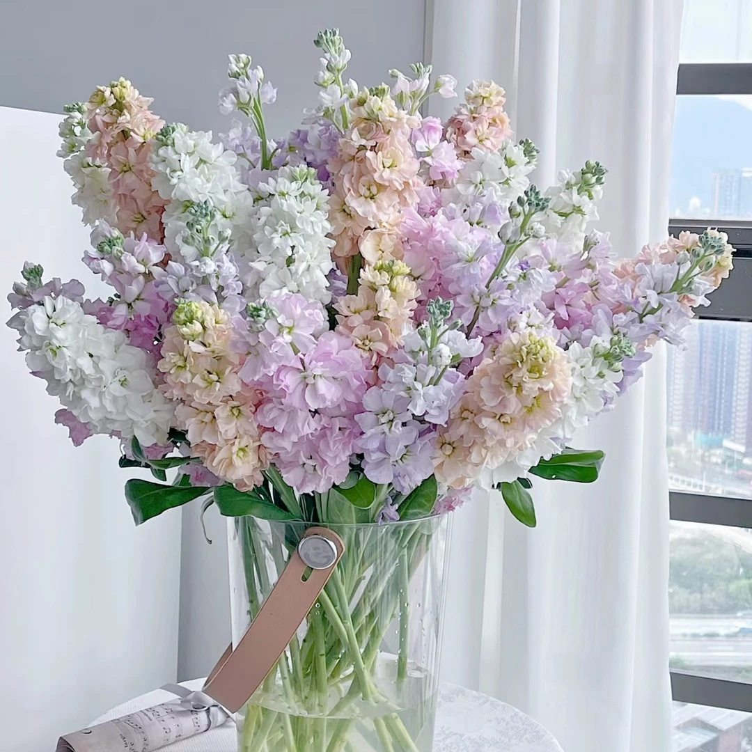 【紫罗兰】云南鲜花直发