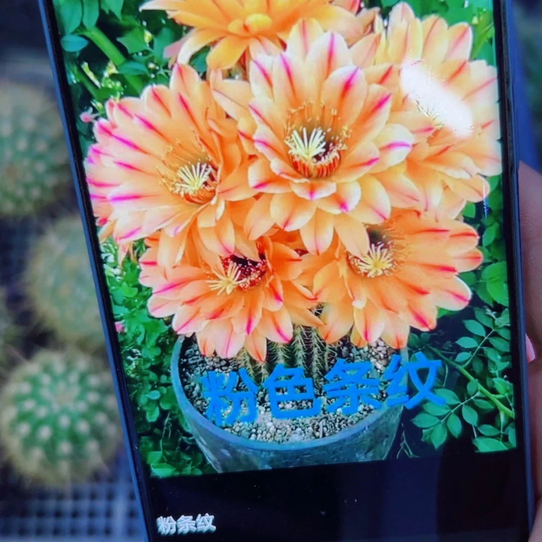 下5毛粉条纹歪无根侧芽4公分左右20包邮