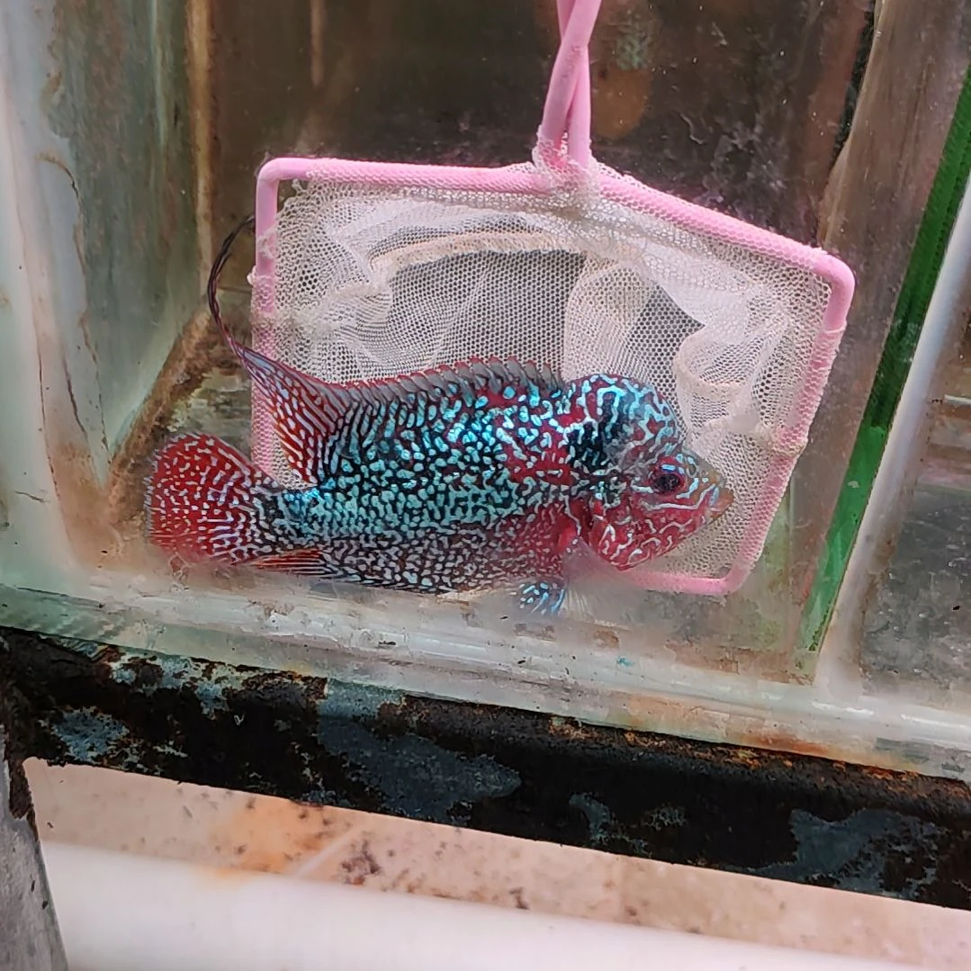 罗汉鱼222222222222
