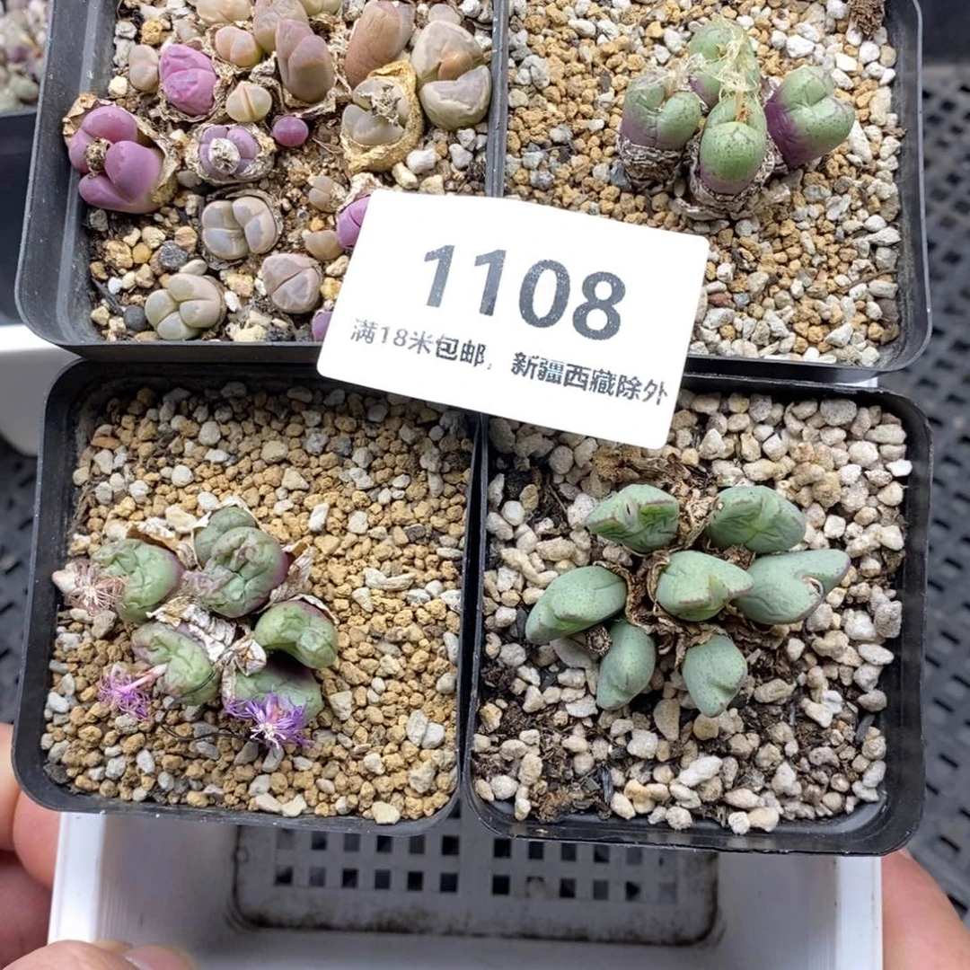 1108。