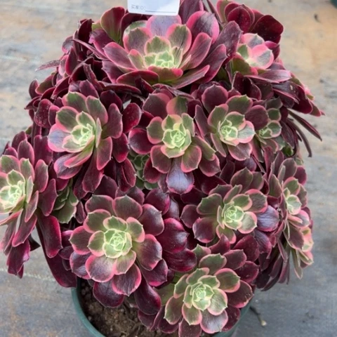 浅*549金丝雀30厘米左右