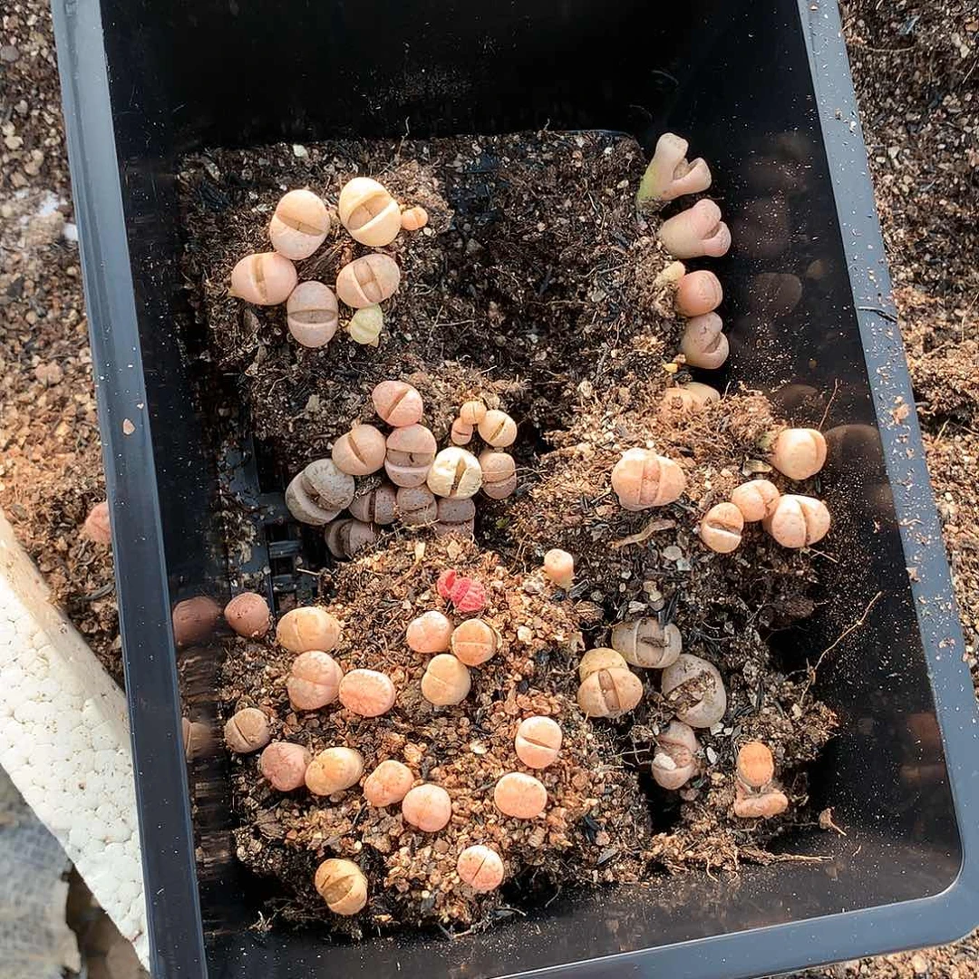 淼*媛A95多肉植物保护研究所