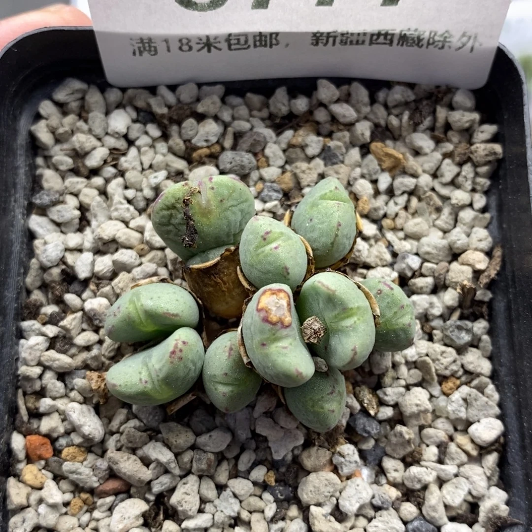 8777。