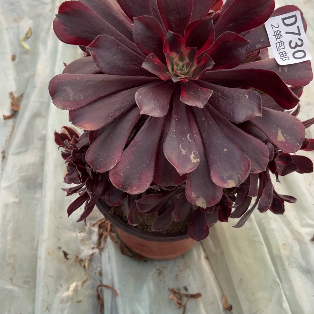 730多肉  蒙娜丽莎不包断头