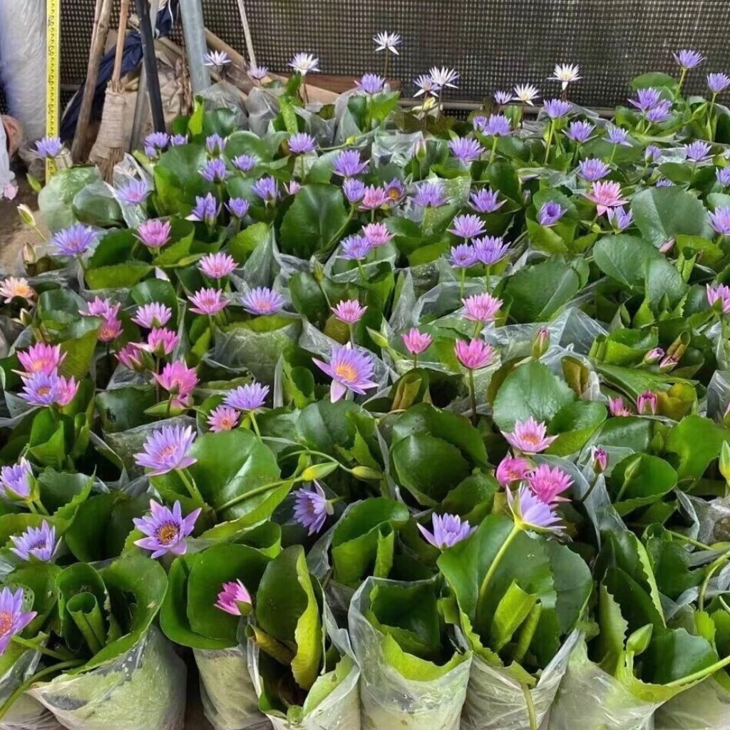 【原盆原土带叶片】热带睡莲盆栽池塘水培植物盆栽水养花卉荷花睡莲