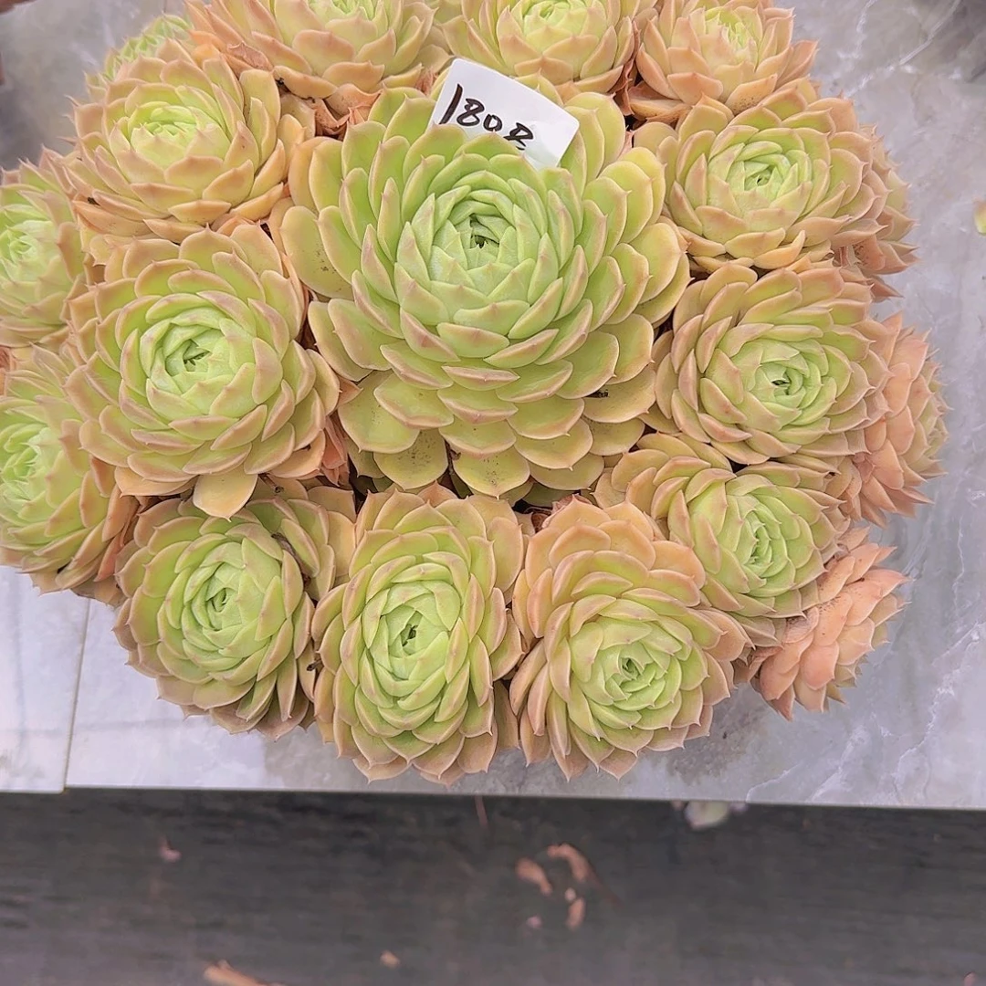 艾***米1808昂斯诺多肉植物