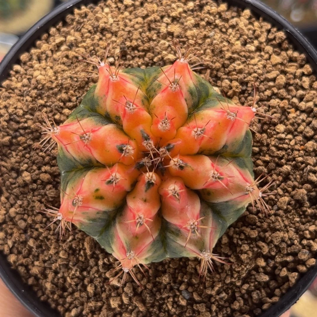 海神锦实生 米哈仙人球