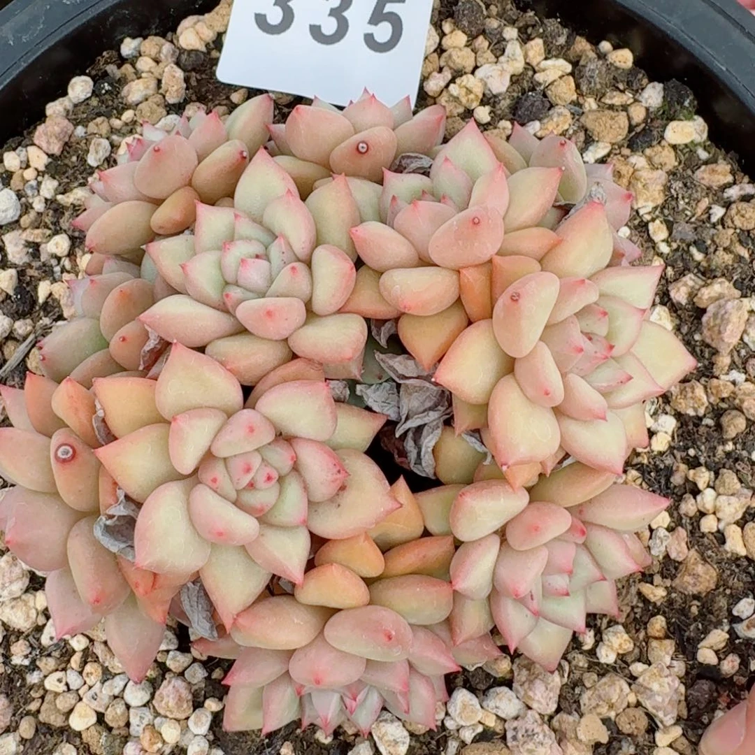 象牙群生      愿你一路坦途，乘风破浪展宏图