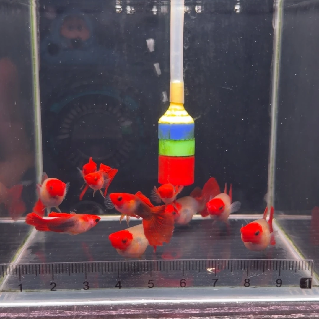 淡水不分公母3厘米黄化深海蓝玻璃猫8➕2备损