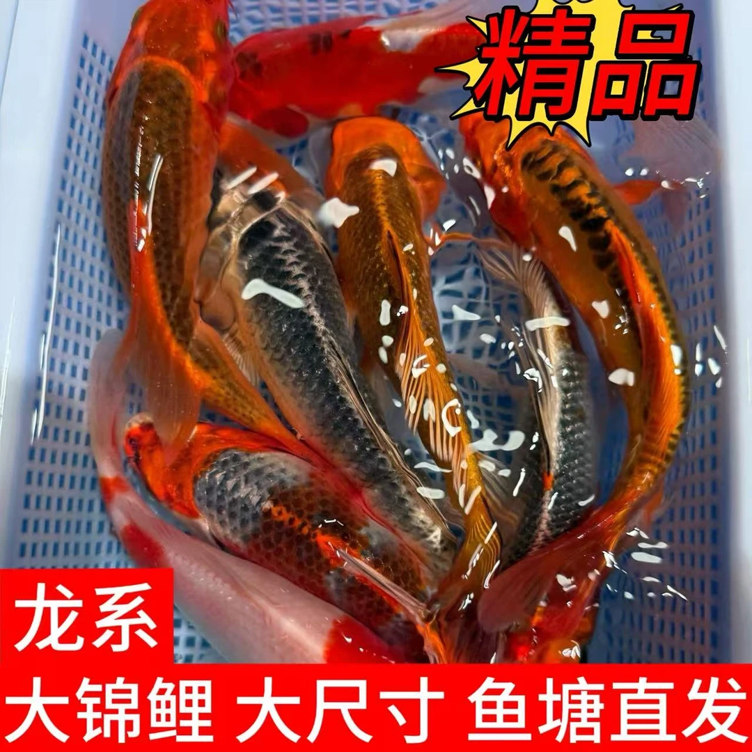 大尺寸德系日系血统锦鲤金龙彩龙银松孔雀红白混搭冷水鱼淡水鱼