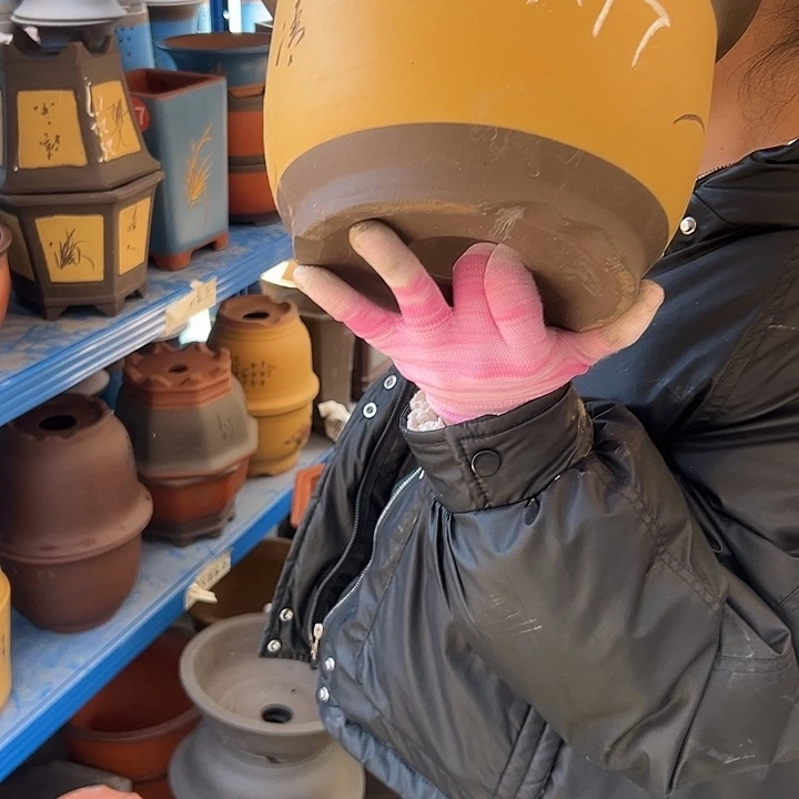 26+26黄平角金钟花盆花盆