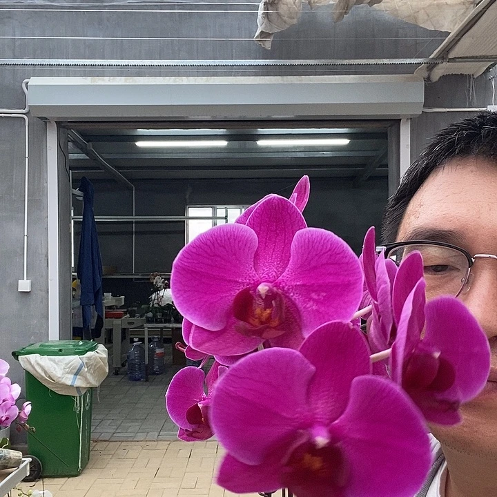 完全开放斯泰伦博斯3棵