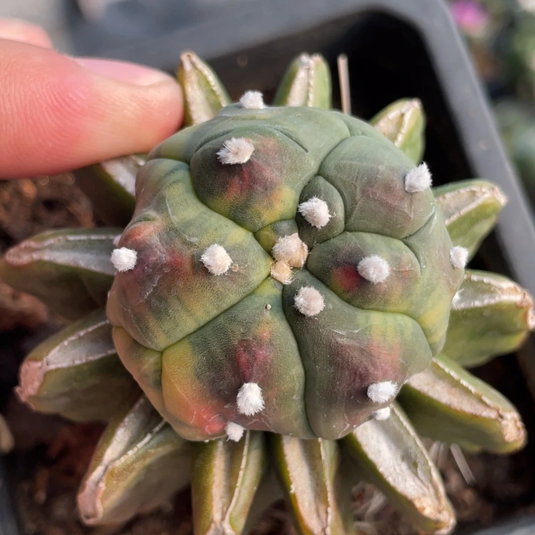 全部花朵龟甲海星兜锦 仙人球