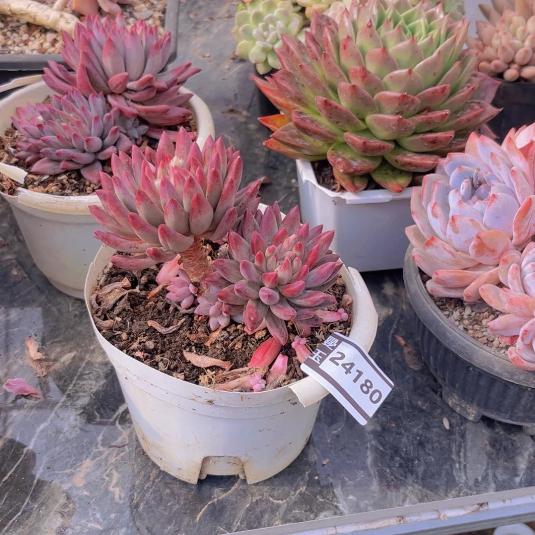 虞美人多肉植物24180