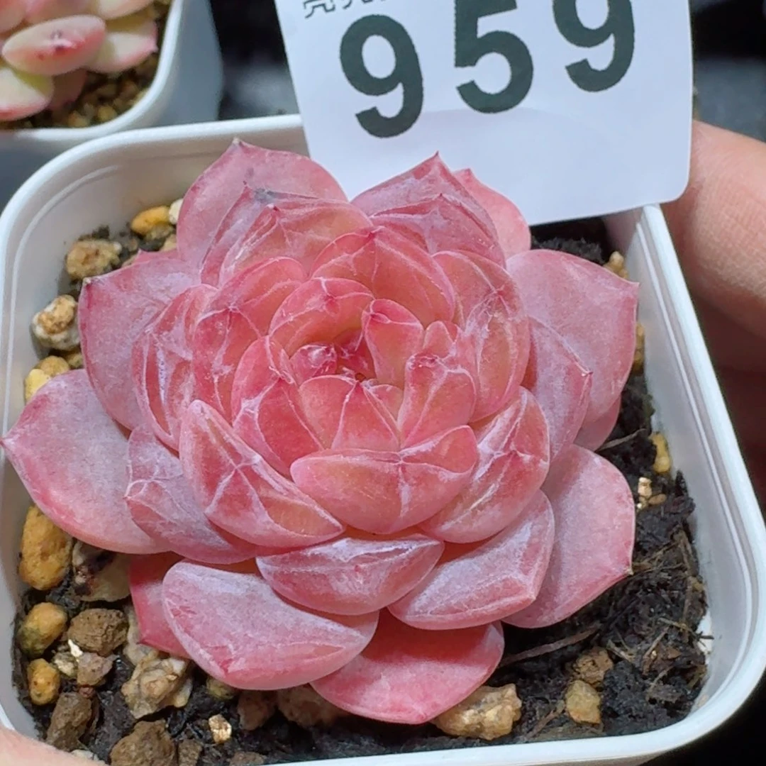 开播福利捡漏随单发满58包邮