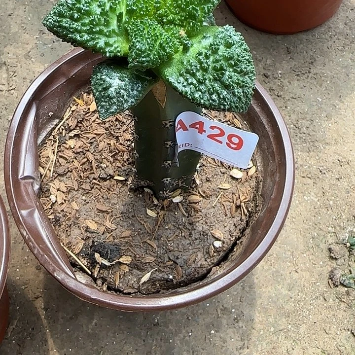 肖***无花朵哥斯拉牡丹429