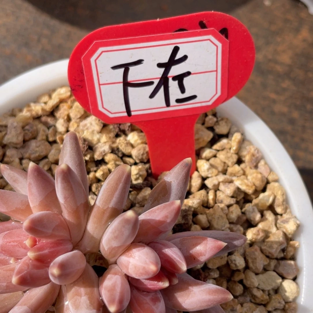 F****✨姐姐说她真的不是一般