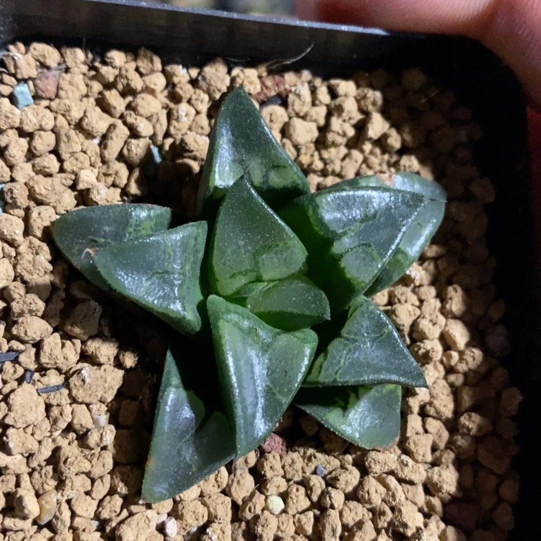 一颗假面实生 高货 超级福利