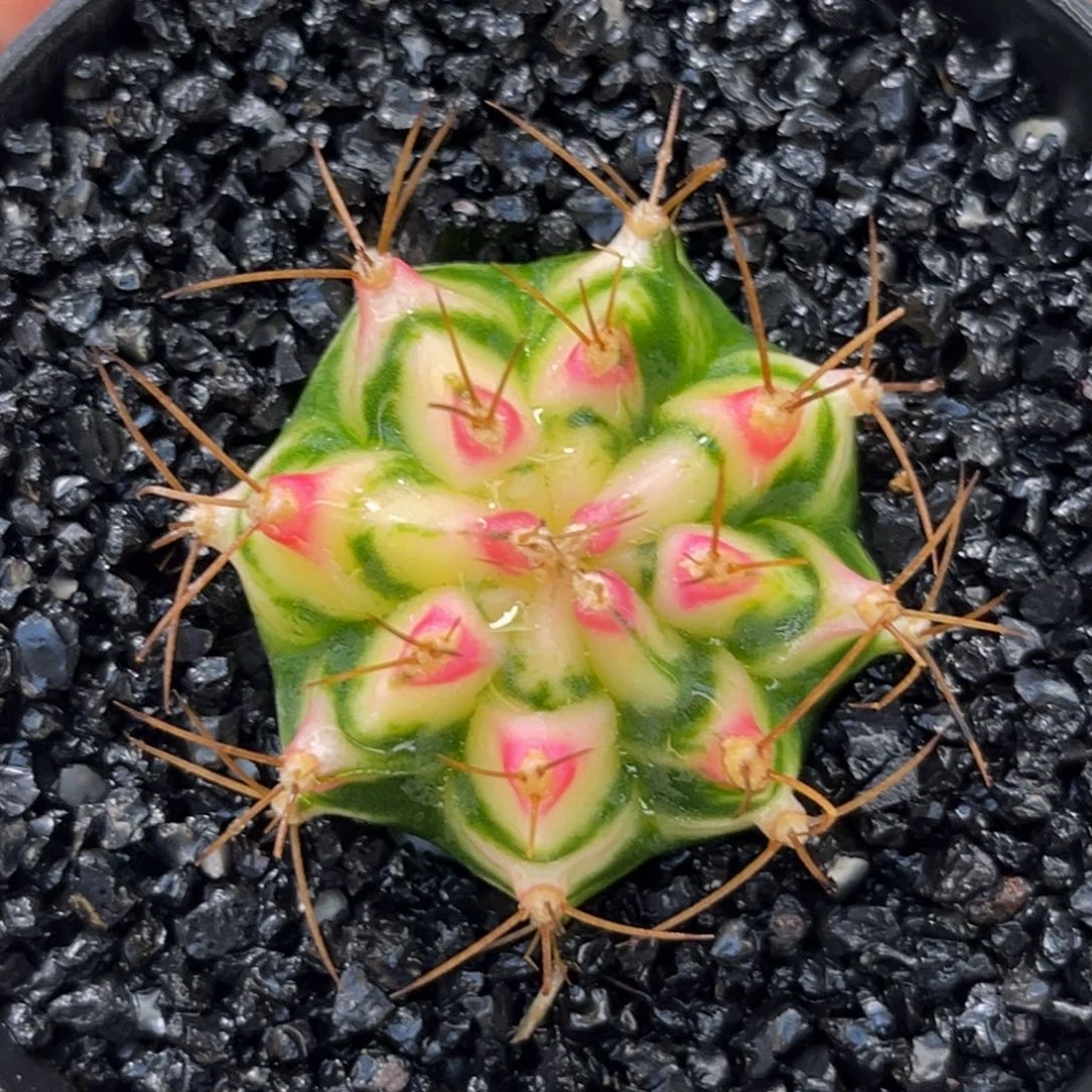 白花田 米哈仙人球