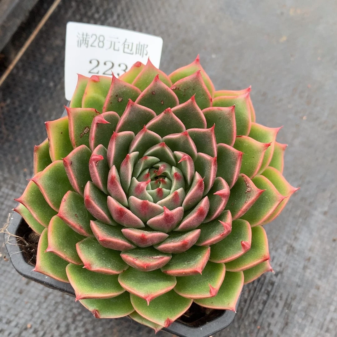 【闪购商品】云223号