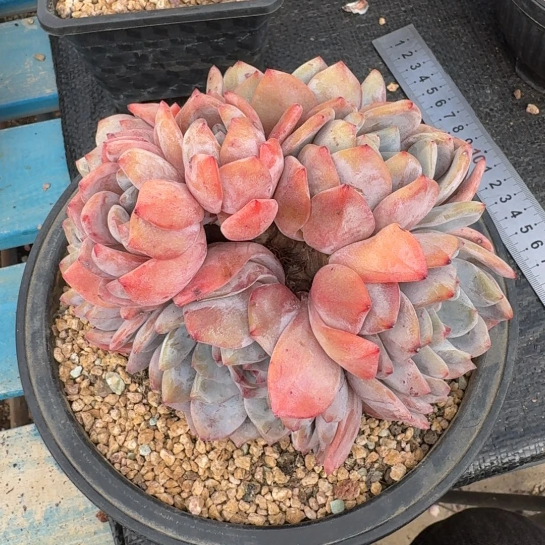 358星影群15-16cm左右