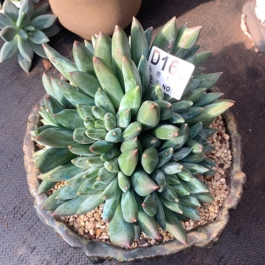 巨无霸大群重楼166 亏本处理退款拉黑7-8天发挥