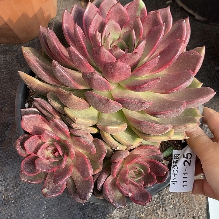 小七夕多肉水晶优选25