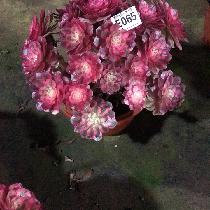 倾城多肉065000000000