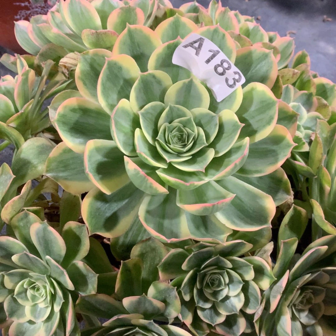 紫砂茶杯肖****9A183-58福利福利福利福利