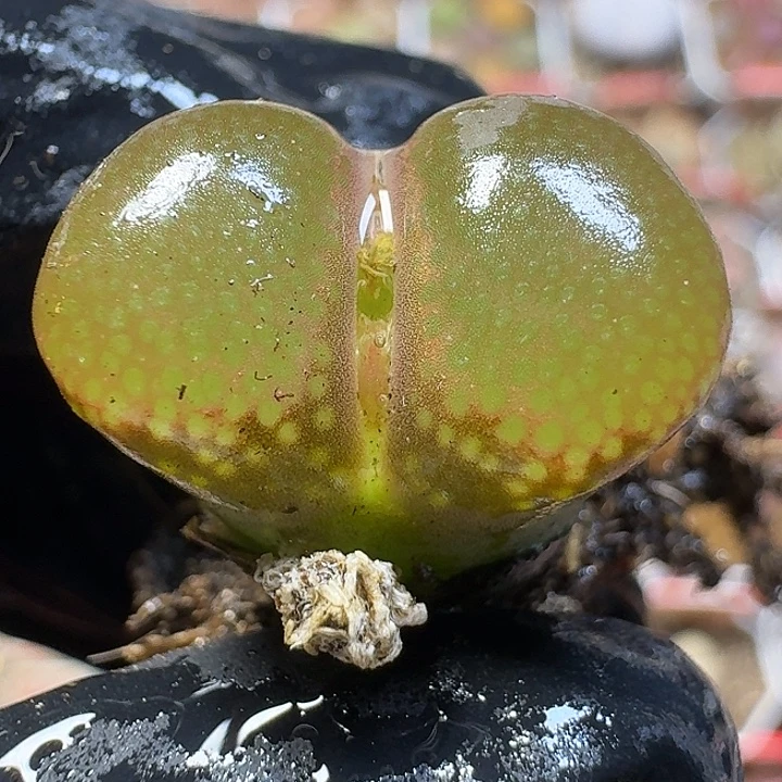 生石花11122。   167