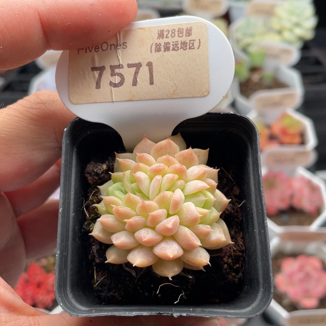 桃熏女王缀7571-4厘米