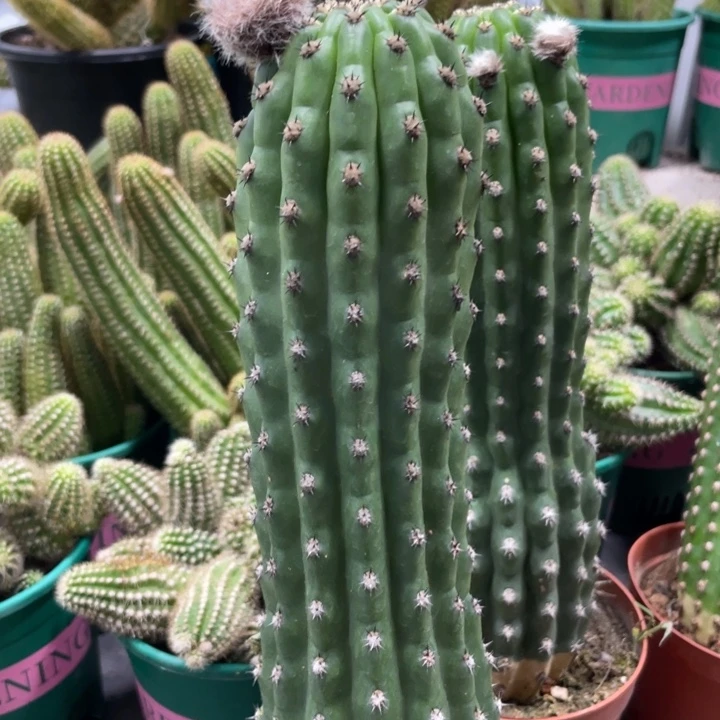 新品毛花住鹦鹉20公分优先带花苞