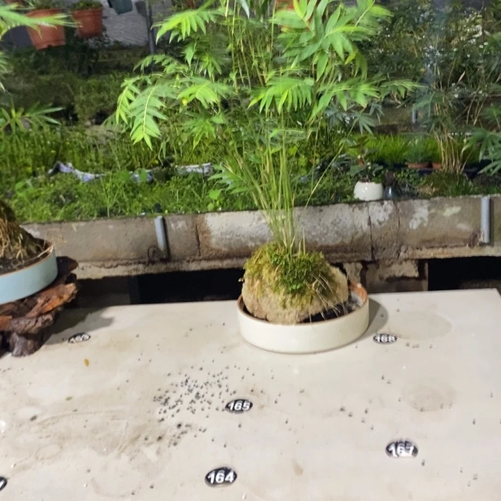 屹****完全开放一物一拍一物一拍104