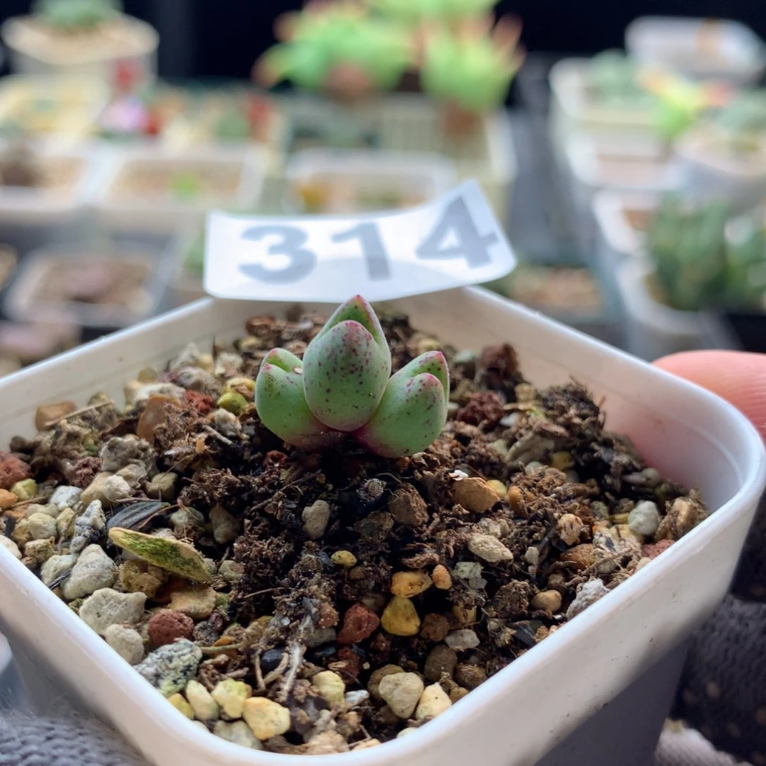 314猪蹄母本一颗