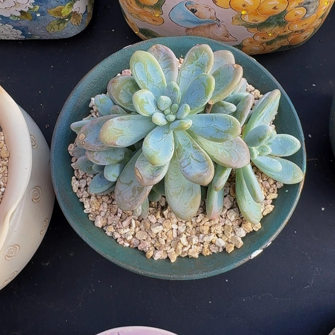 海妮亚 6头 一物一拍