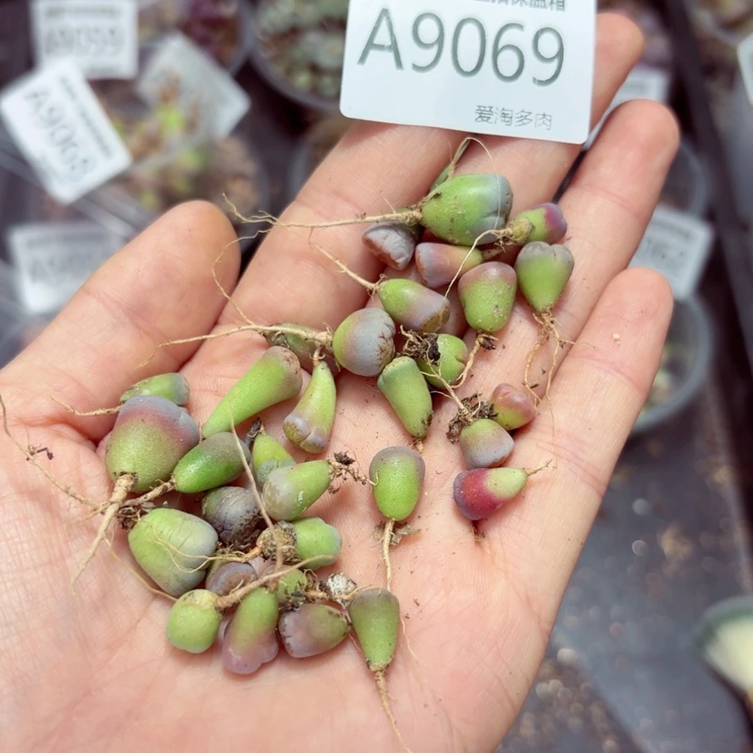 9069––零下地区需拍保温箱