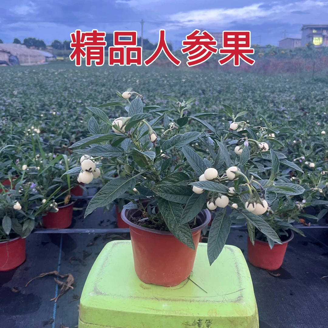 带果人参果树苗盆栽四季可种当年结果香甜多汁