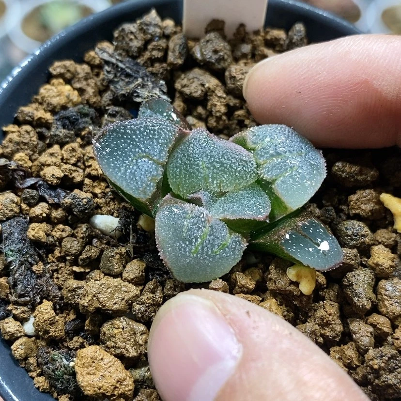 【闪购商品】三**号166冰钻