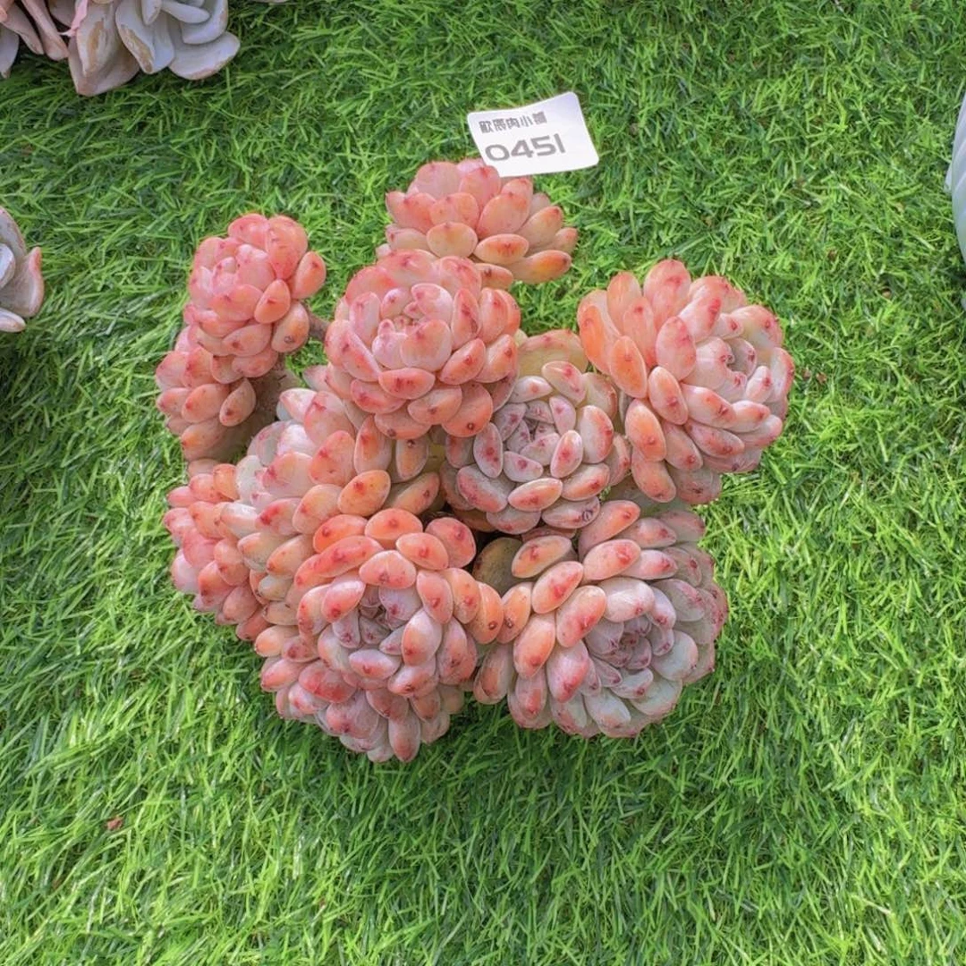 多肉植物雪爪群0451