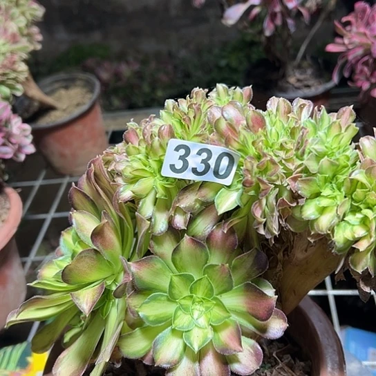 8***m多肉植物一个330少华