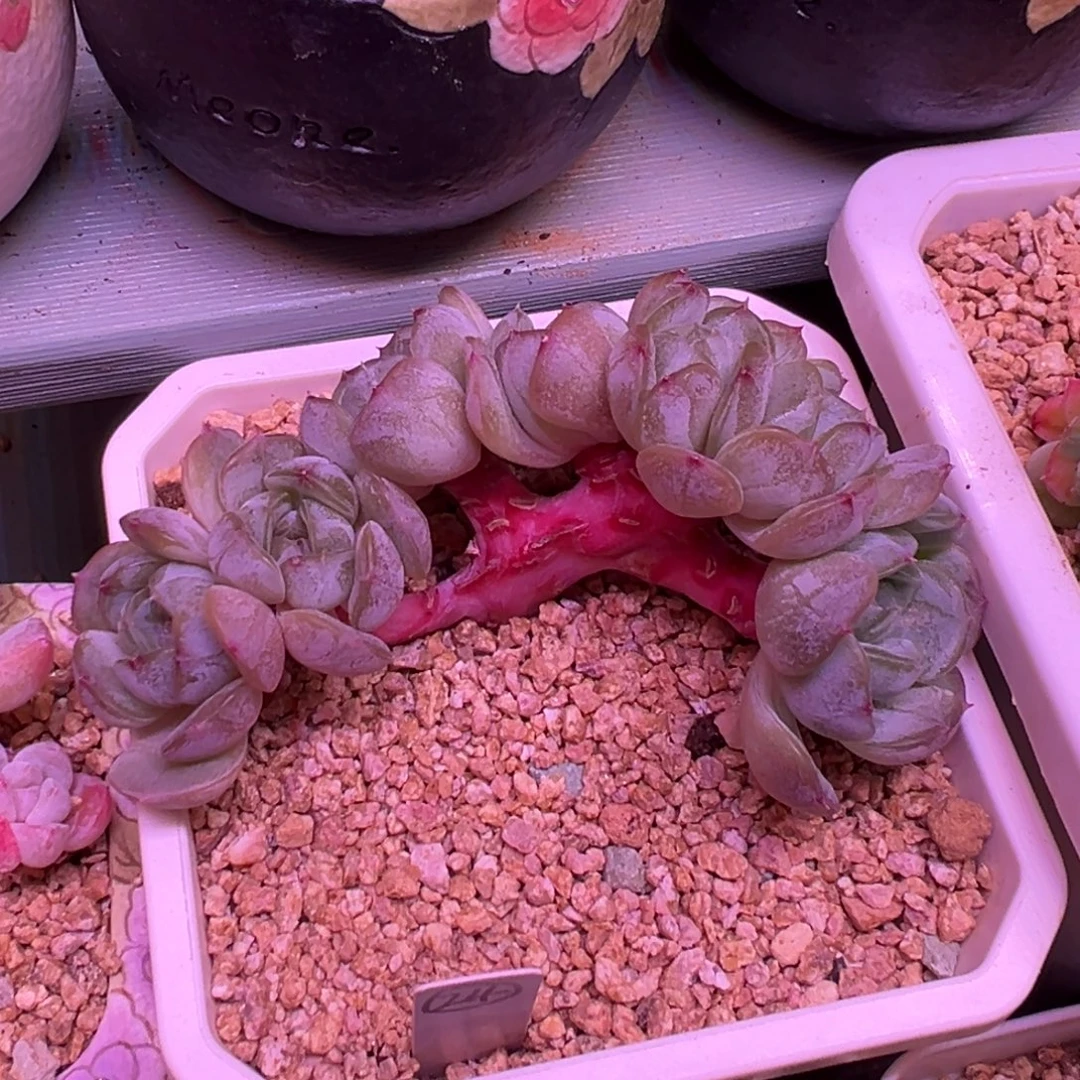 白色恋人朵朵一物一拍10㎝