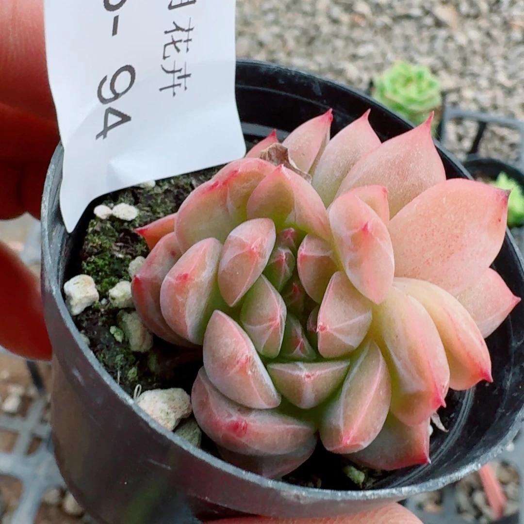 多肉杂交一物一拍25-94